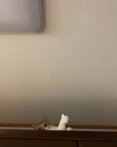고양이 원본 475
