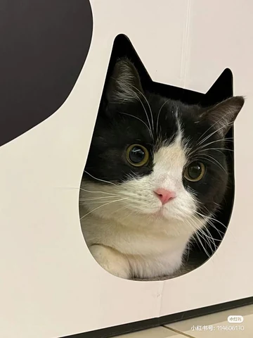 고양이 원본 298