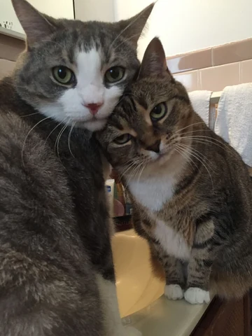 고양이 원본 506