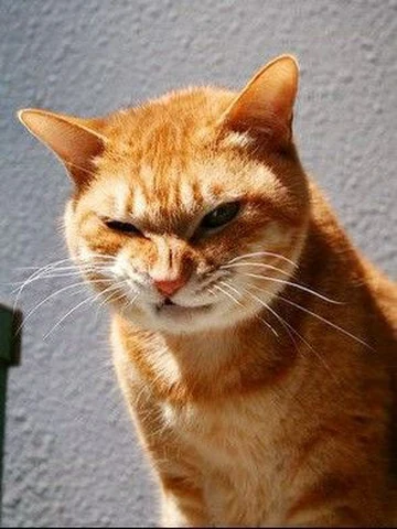 고양이 원본 489