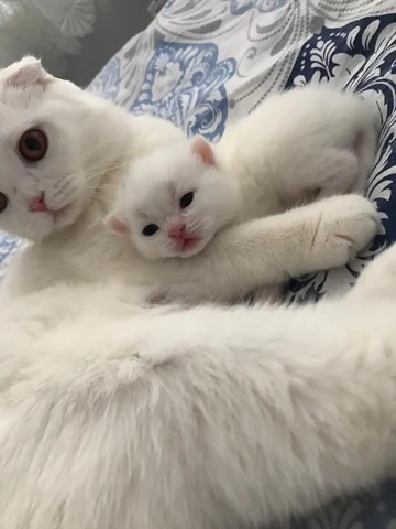 고양이 원본 538