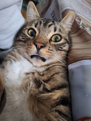 고양이 원본 575