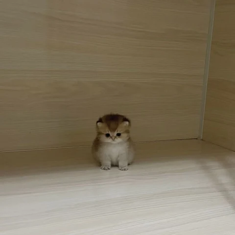 고양이 원본 645