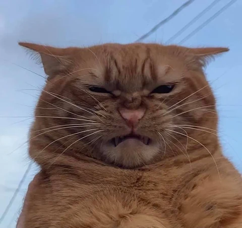 고양이 원본 048
