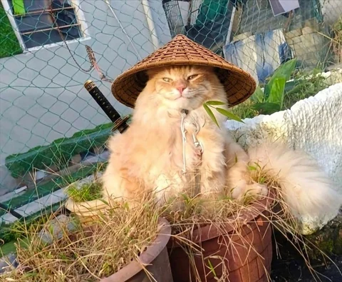 고양이 원본 109
