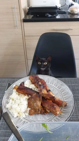 고양이 원본 102