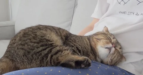 고양이 원본 061
