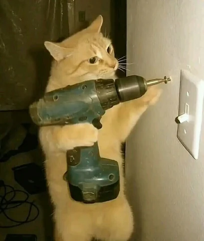 고양이 원본 025