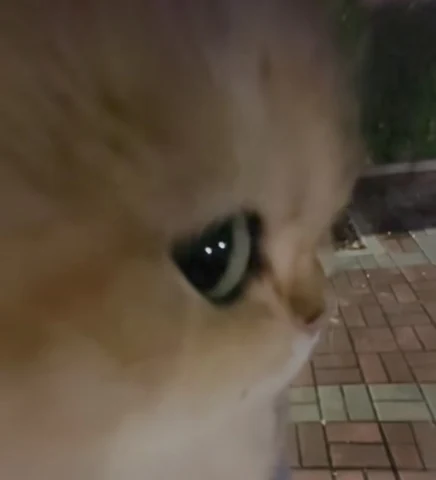 고양이 원본 468