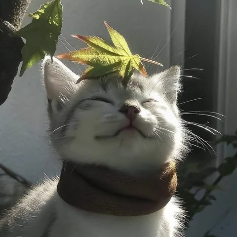 고양이 원본 331