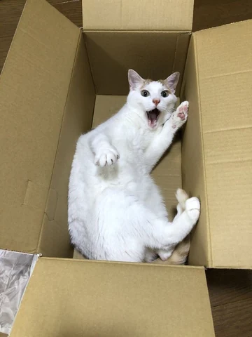 고양이 원본 066