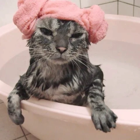 고양이 원본 373