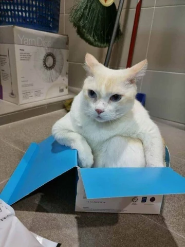 고양이 원본 001