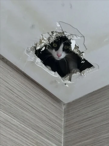 고양이 원본 178