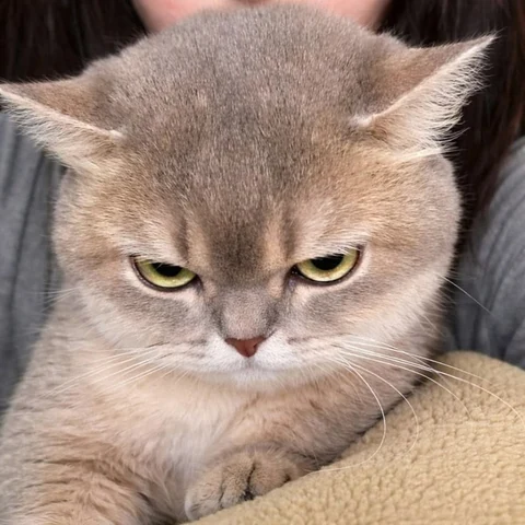 고양이 원본 282