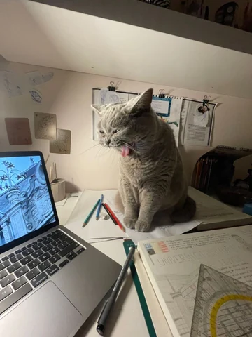 고양이 원본 447