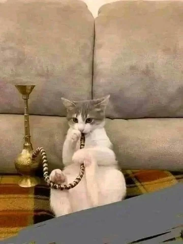 고양이 원본 026