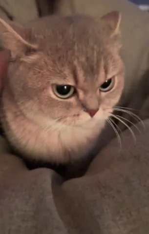 고양이 원본 456