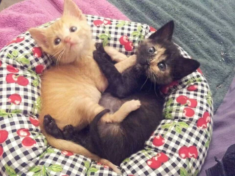 고양이 원본 550