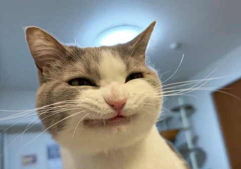 고양이 원본 349