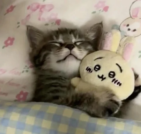 고양이 원본 339
