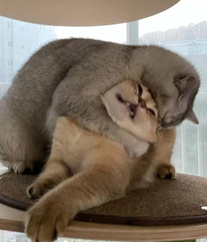 고양이 원본 513