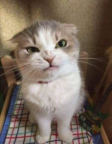고양이 원본 401