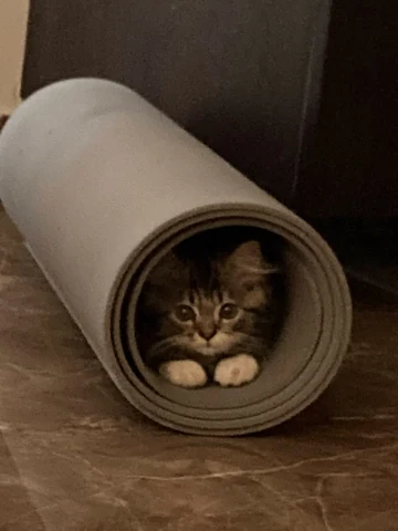 고양이 원본 393
