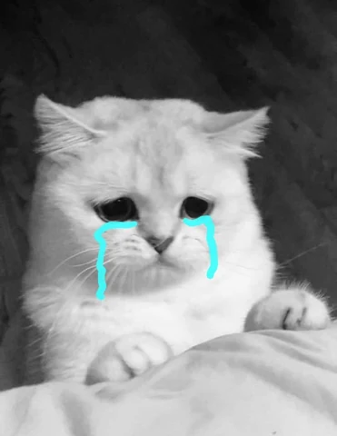 고양이 원본 258