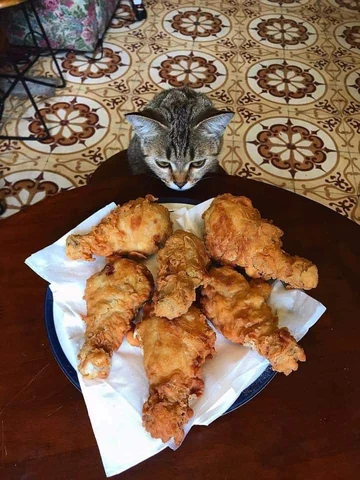 고양이 원본 039