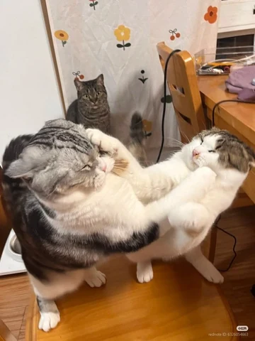 고양이 원본 473