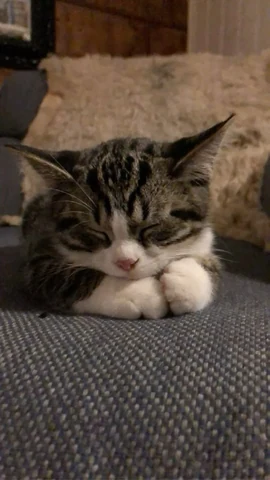 고양이 원본 056