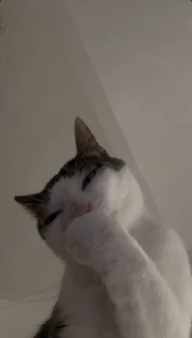 고양이 원본 663