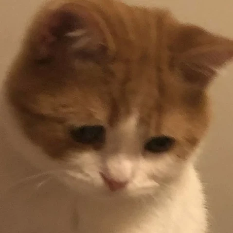 고양이 원본 440