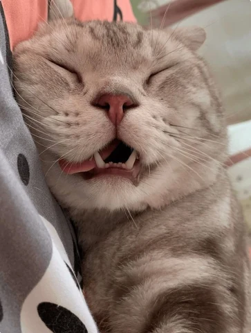 고양이 원본 476