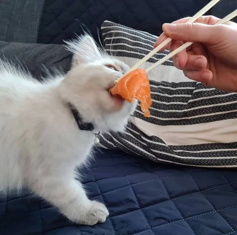 고양이 원본 356