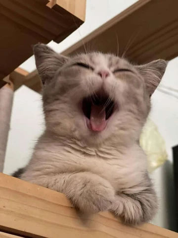 고양이 원본 472