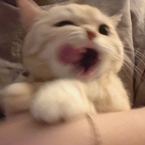 고양이 원본 686