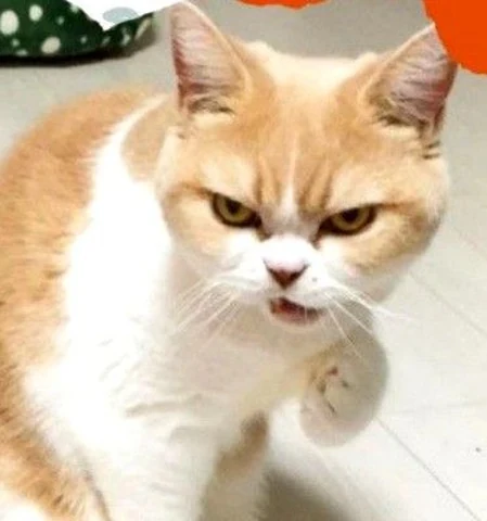 고양이 원본 276