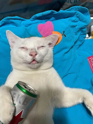 고양이 원본 050
