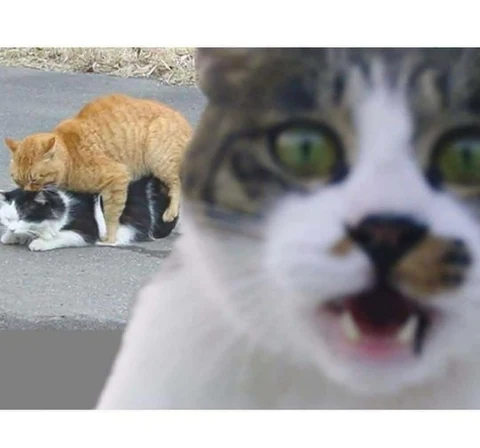 고양이 원본 579