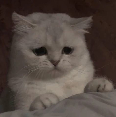고양이 원본 351