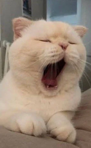 고양이 원본 235