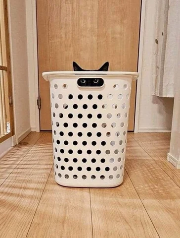 고양이 원본 429