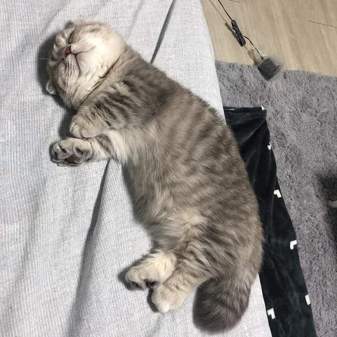 고양이 원본 330