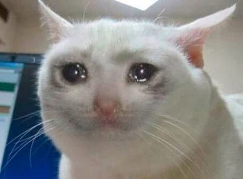 고양이 원본 192