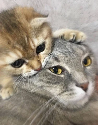 고양이 원본 657