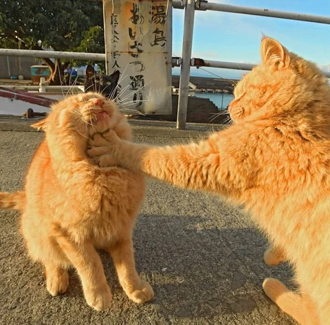 고양이 원본 013