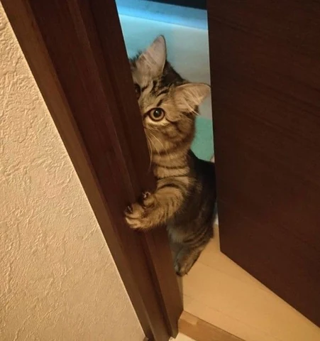 고양이 원본 442