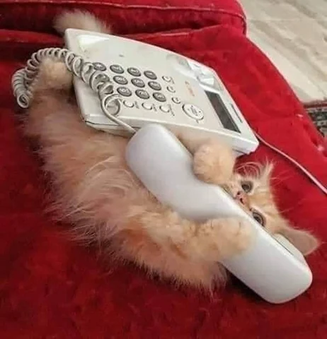 고양이 원본 200